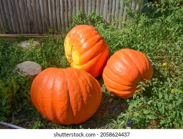  Giant Orange Pumpkins In Fall Display At A Local Farm Stand. 