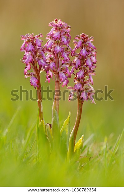Giant Orchid, Barlia robertiana, lowering\
European terrestrial wild orchid, nature habitat, detail of bloom.\
Flower in the nature habitat,\
Spain.
