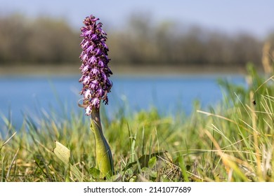 Giant orchid, Long-bracted orchid, Barlia robertiana, European wild orchid 