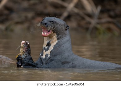 Giant Otter Eating A Fish In The River 