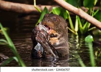 Amazon River Otter Images Stock Photos Vectors Shutterstock