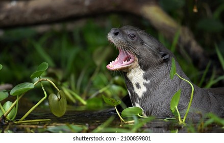 Giant otter with open mouth in the water. Giant River Otter, Pteronura brasiliensis. Natural habitat. Brazil - Shutterstock ID 2100859801