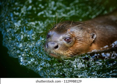 Giant Otter - Pteronura brasiliensis, large fresh water carnivore from South American rivers.