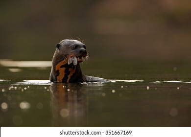 Giant Otter, Pteronura brasiliensis, portrait in the river water with fish in the mouth, Rio Negro in Pantanal, Brazil.