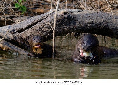 Giant Otter Pup Coveting A Fish Being Devoured By A Nearby Adult