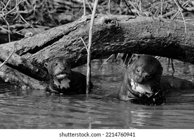 Giant Otter Pup Coveting A Fish Being Devoured By A Nearby Adult - Black And White Image