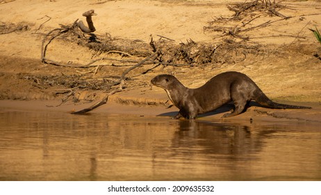 Giant Otter in a river in Brazilian Pantanal. May, 2021. - Mato Grosso, Brazil