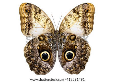 Giant Owl butterfly  (Caligo memnon, male, underside) from Amazon rainforest isolated on white background