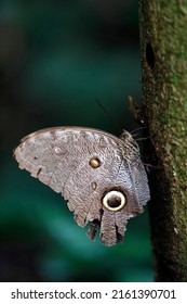 Giant Owl Butterfly in Profile, on Tree. Tambopata, Amazon Rainforest, Peru