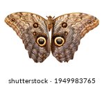 Giant Owl Moth, Caligo idomeneus against white background