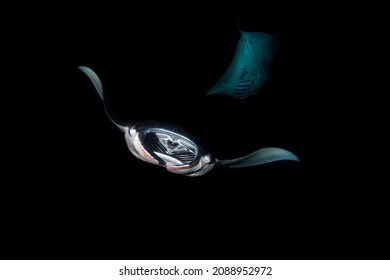 Giant Pacific Manta Rays In A Night Dive, Big Island Of Hawaii