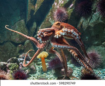 Giant Pacific Octopus