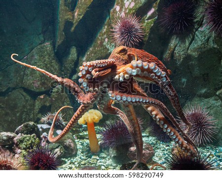 Giant Pacific octopus