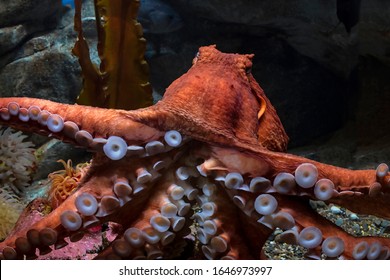 Giant Pacific Octopus. Close frame of an amazing Giant Pacific Octopus in an aquarium, facing forward with several tentacle arms of varied focus showing the suckers, the head and eyes visible behind