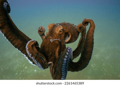Giant Pacific octopus underwater. Wild life Sea of Japan