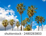 Giant palm trees (Washingtonia robusta) on the beach in Santa Monica, Los Angeles, California (USA) on a sunny day with blue sky . “Mexican fan palm” or “Skyduster“ with long trunks near famous Pier. 