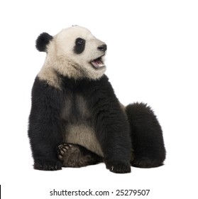 34 Panda Cry Stock Photos, Images & Photography | Shutterstock