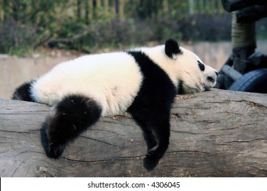giant panda