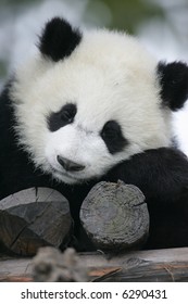 Giant Panda