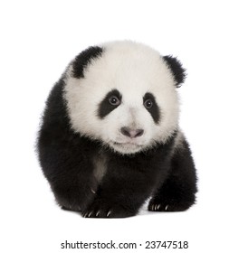 5,899 Panda bear cub Images, Stock Photos & Vectors | Shutterstock