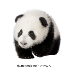 Giant Panda 4 Months Ailuropoda Melanoleuca Stock Photo (Edit Now) 24940276