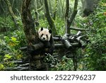 Giant panda achievement in Dujiangyan Panda Valley, Sichuan, China