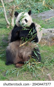 Giant Panda Ailuropoda Melanoleuca Or Panda Bear, Native To South Central China, Feeding On Bamboo