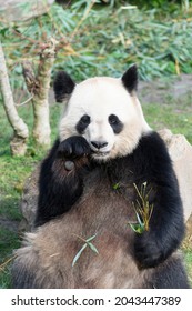 Giant Panda Ailuropoda Melanoleuca Or Panda Bear, Native To South Central China, Feeding On Bamboo