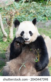 Giant Panda Ailuropoda Melanoleuca Or A Panda Bear, Native To South Central China, Feeding On Bamboo