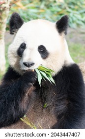 Giant Panda Ailuropoda Melanoleuca Or Panda Bear, Native To South Central China, Feeding On Bamboo