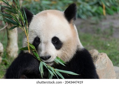 Giant Panda Ailuropoda Melanoleuca Or Panda Bear, Native To South Central China, Feeding On Bamboo