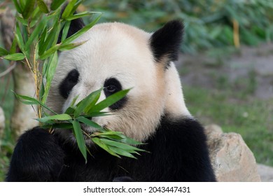 Giant Panda Ailuropoda Melanoleuca Or Panda Bear, Native To South Central China, Feeding On Bamboo