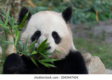 Giant Panda Ailuropoda Melanoleuca Or Panda Bear, Native To South Central China, Feeding On Bamboo