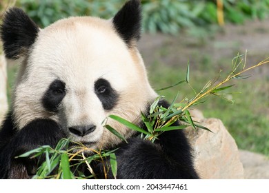 Giant Panda Ailuropoda Melanoleuca Or Panda Bear, Native To South Central China, Feeding On Bamboo