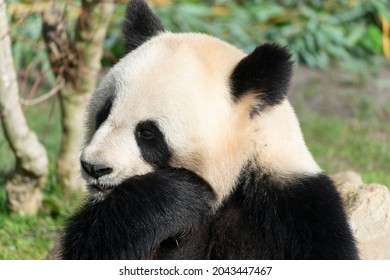 Giant Panda Ailuropoda Melanoleuca Or Panda Bear, Native To South Central China, Feeding On Bamboo