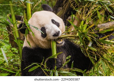 Giant Panda (Ailuropoda melanoleuca) eating bamboo at the Giant Panda Breeding Research Base in Chengdu, China - Powered by Shutterstock