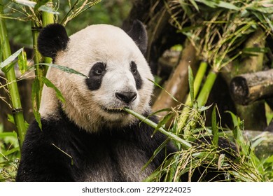 Giant Panda (Ailuropoda melanoleuca) eating bamboo at the Giant Panda Breeding Research Base in Chengdu, China
