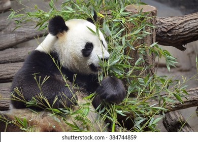 Giant panda (Ailuropoda melanoleuca) eating bamboo