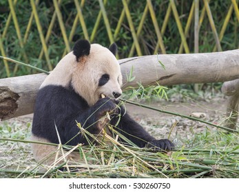 Giant panda (Ailuropoda melanoleuca) eating bamboo