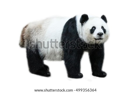 The Giant Panda, Ailuropoda melanoleuca, also known as panda bear, is a bear native to south central China. Panda standing, side view, isolated on white background.
