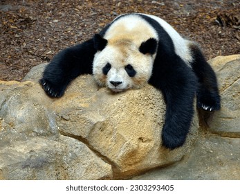 Giant panda (Ailuropoda melanoleuca) sleeping and slumped on a rock  - Shutterstock ID 2303293405