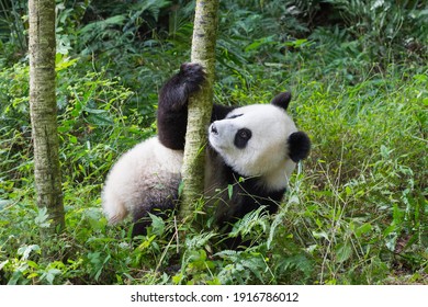 Giant Panda (Ailuropoda melanoleuca), two years old, China Conservation and Research Center for the Giant Panda, Chengdu, Sichuan, China