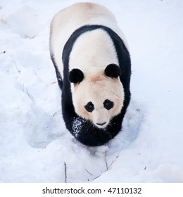 Giant Panda Ailuropoda Melanoleuca Walking In The Snow