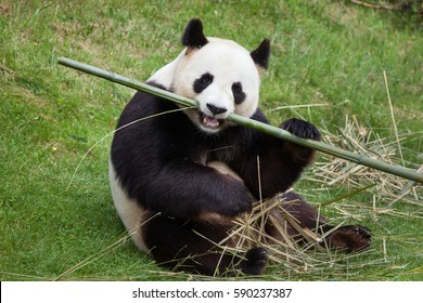 Giant panda (Ailuropoda melanoleuca). Wildlife animal. 