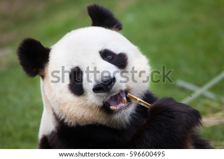 Giant panda (Ailuropoda melanoleuca). Wildlife animal. 