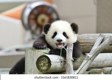 Baby Panda Eating High Res Stock Images Shutterstock