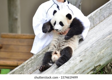 Giant Panda Baby Is Held Zoo Keeper.