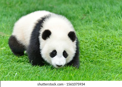 Giant Panda Baby Is Walking, Very Cute.