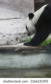 Giant Panda Bear ( Ailuropoda Melanoleuca), Portrait Side View