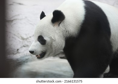 Giant Panda Bear ( Ailuropoda Melanoleuca), Portrait Side View